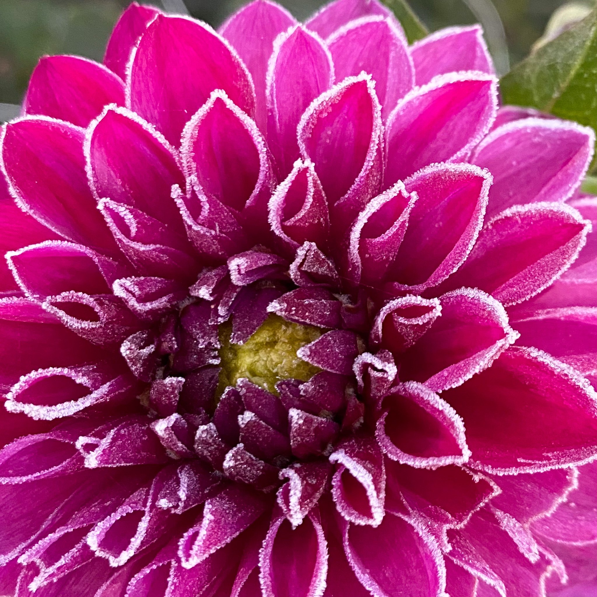 How to Dig Dahlias for Winter Storage — Hedgewood Farms